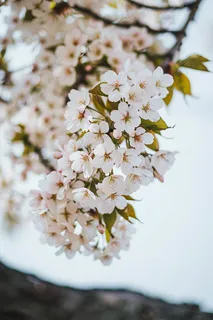 春日樱花花朵摄影图