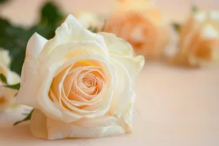 玫瑰花鲜花花朵摄影图