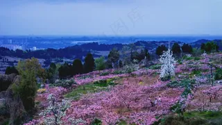 龙泉山看桃花