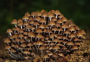一大片褐色的蘑菇
