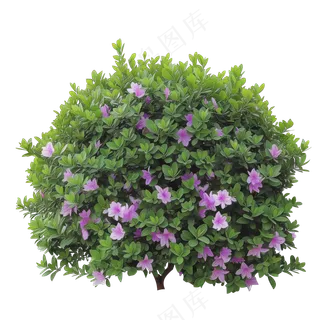 免抠开花灌木