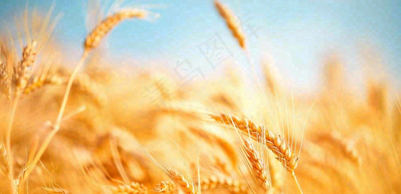 秋天成熟小麦地金黄小麦穗粮食芒种摄影图