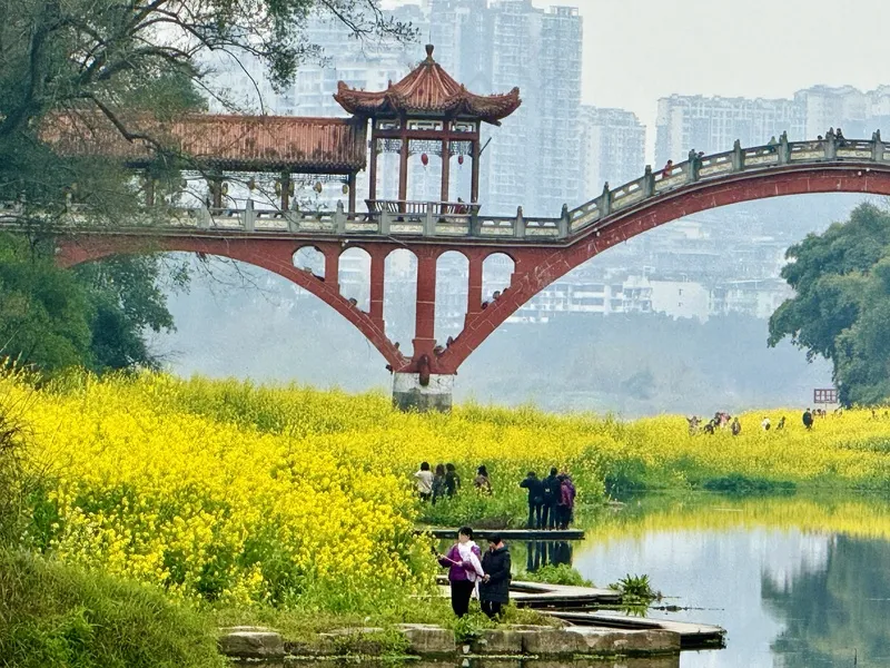 壕上大桥 油菜花