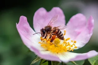 辛勤采蜜的蜜蜂
