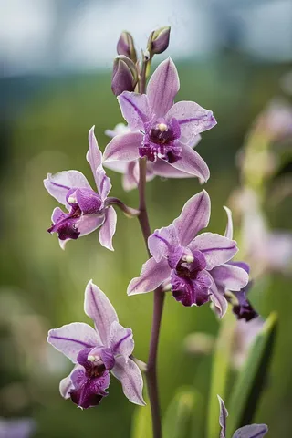 兰花紫花蕙兰摄影图