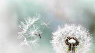 蒲公英植物春天摄影图