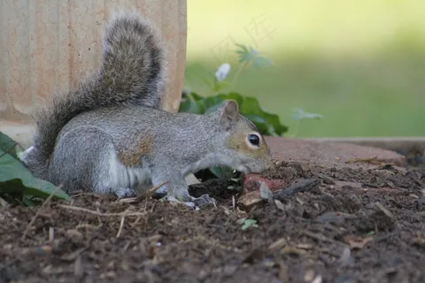 户外可爱松鼠动物 户外可爱松鼠动物
