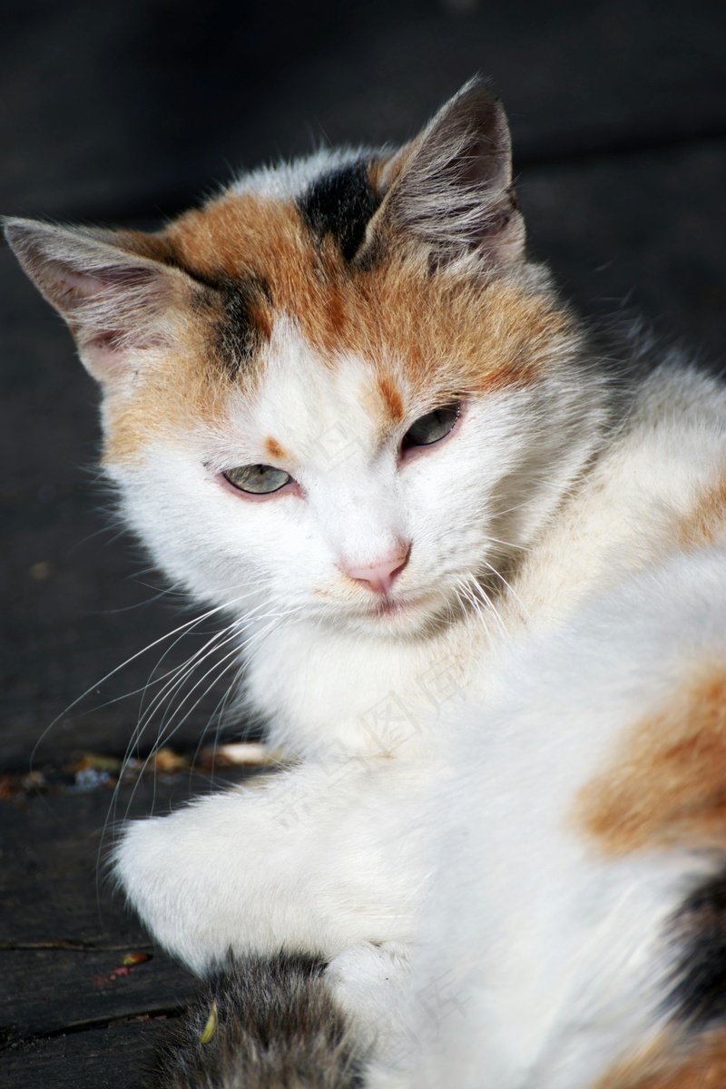 猫咪小猫动物