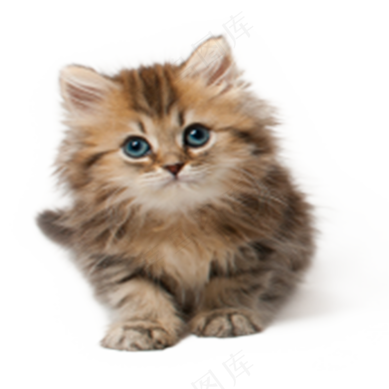 猫咪6-catpsd模版下载
