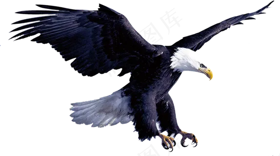 一只老鹰免抠