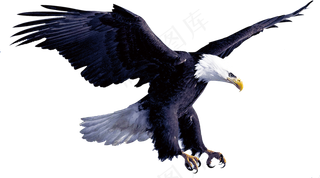 一只老鹰免抠