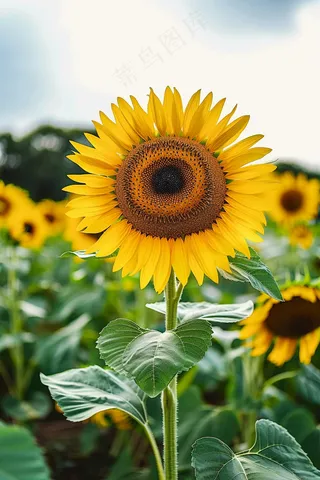 向日葵向阳鲜花摄影图