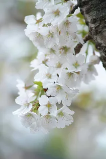 春日樱花花朵摄影图 春日樱花花朵摄影图