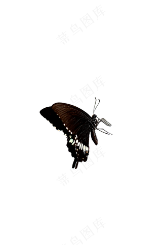 黑色蝴蝶侧面 免抠