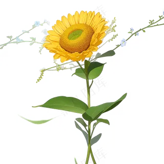 黄色向日葵免抠素材75