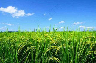 水稻稻穗农田种植生长摄影图