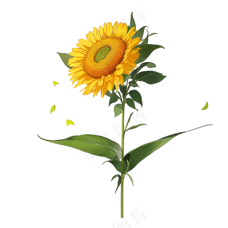 黄色向日葵免抠素材91