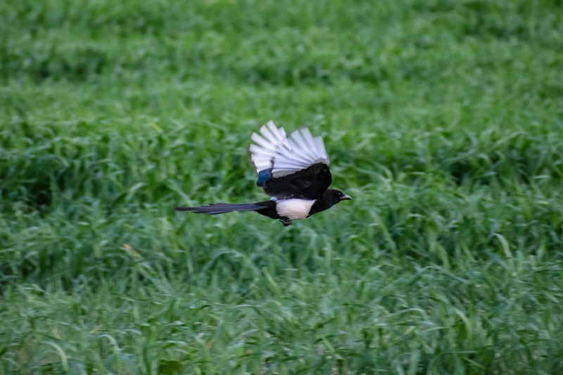 户外喜鹊鸟类生物