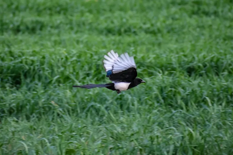 户外喜鹊鸟类生物