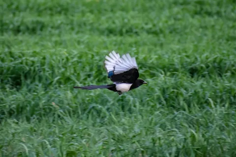 户外喜鹊鸟类生物
