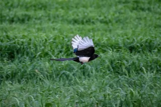 户外喜鹊鸟类生物