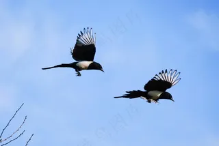 户外喜鹊鸟类生物