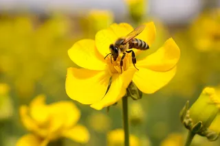 春天黄花蜜蜂采蜜油菜花摄影图