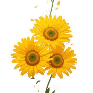 黄色向日葵花朵免抠素材54