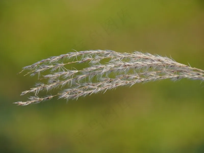 干燥的芦苇观赏草景色