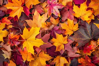 秋天金红落叶铺满地面立秋秋分摄影图