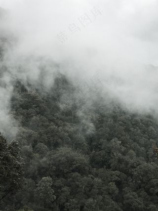 云雾森林图片