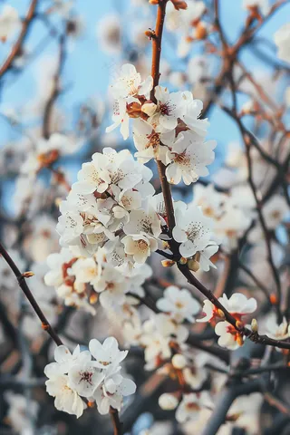 春日樱花花朵摄影图