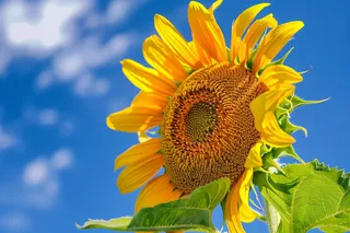 向日葵向阳鲜花摄影图