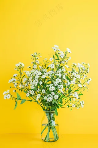 小雏菊白色花朵花瓶黄色背景摄影图