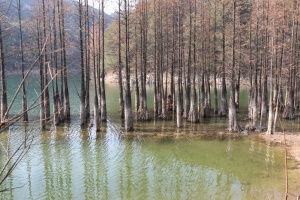 水库水杉林