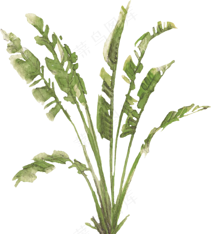 手绘植物免扣素材