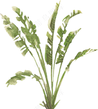 手绘植物免扣素材
