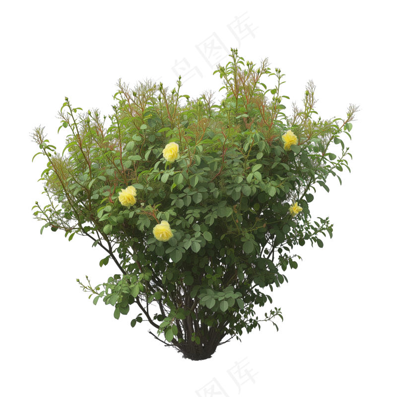 免抠开花灌木