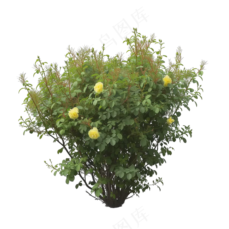 免抠开花灌木