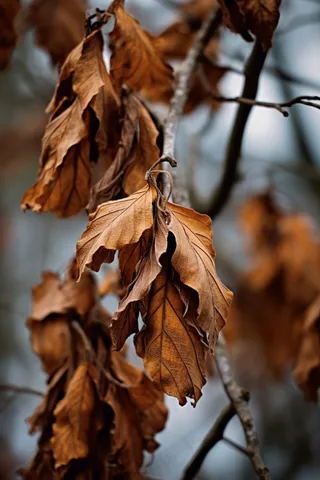 秋冬干枯树叶树枝枯黄摄影图