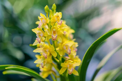 兰花黄色花朵蕙兰摄影图