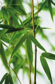 春夏竹林绿色清凉摄影图