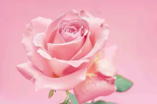 玫瑰花鲜花花朵摄影图