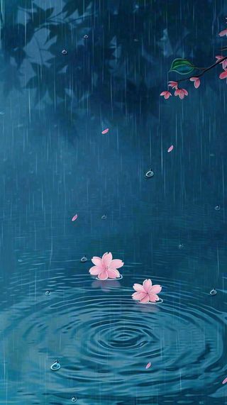 雨天雨滴低落水面泛起涟漪粉色花朵雨水谷雨寒露背景