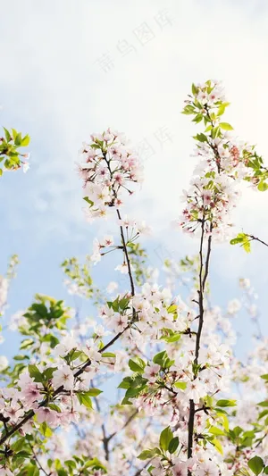 粉色桃花美图