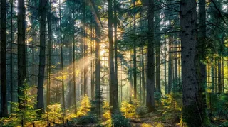 山林森林阳光绿色大自然风景摄影图