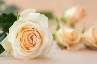 玫瑰花鲜花花朵摄影图