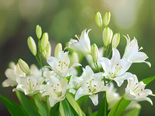 白百何鲜花花朵摄影图