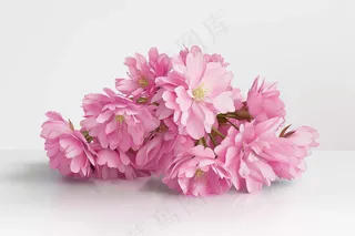 春日樱花花朵摄影图