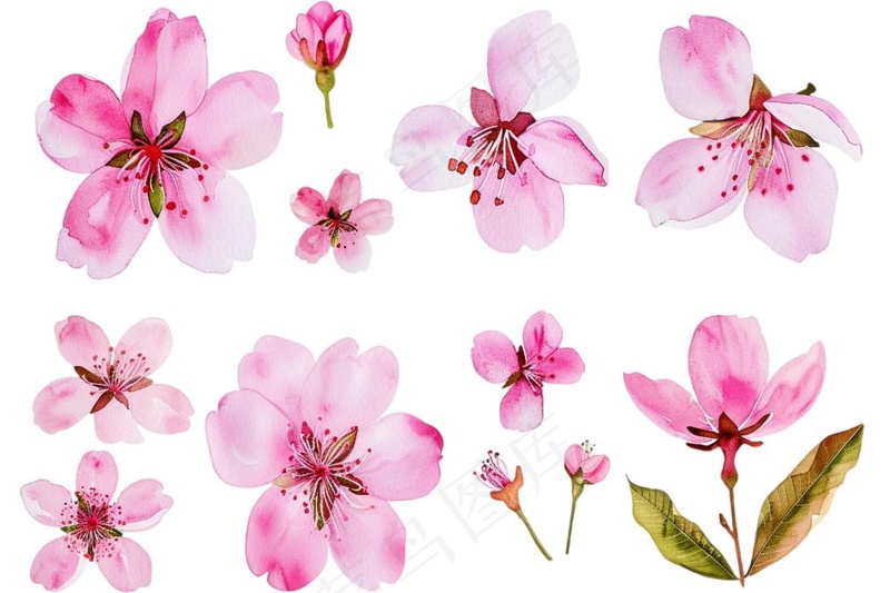 樱花桃花花朵花瓣花卉手绘插画插图免抠(1344x896)